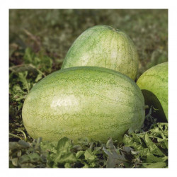 Банир F1 (КС 1819 F1) семена арбуза среднего (Kitano Seeds)
