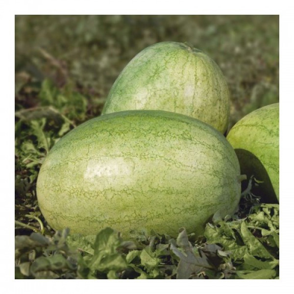 Банир F1 (КС 1819 F1) семена арбуза среднего (Kitano Seeds)