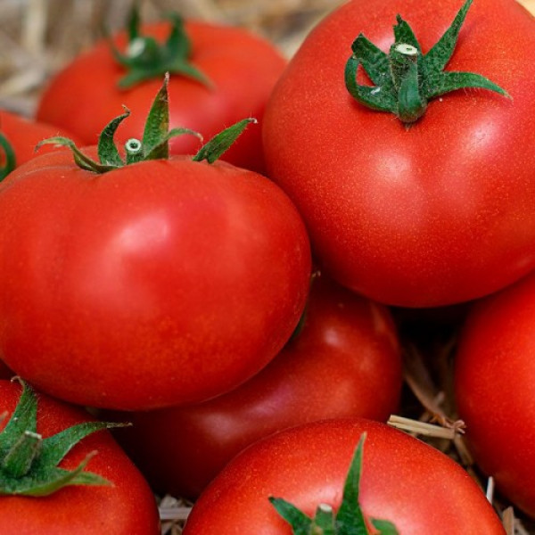 КС 301 F1 (KS 301 F1) семена помидора индетерминантного (Kitano Seeds)