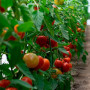 КС 301 F1 (KS 301 F1) семена помидора индетерминантного (Kitano Seeds)