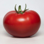 КС 301 F1 (KS 301 F1) семена помидора индетерминантного (Kitano Seeds)