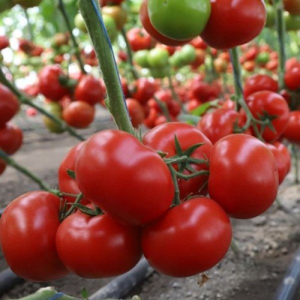 КС 301 F1 (KS 301 F1) семена помидора индетерминантного (Kitano Seeds)
