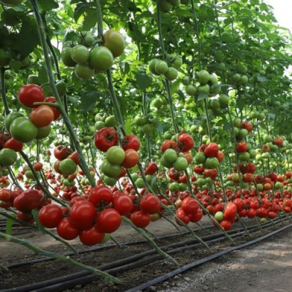 КС 301 F1 (KS 301 F1) семена помидора индетерминантного (Kitano Seeds)