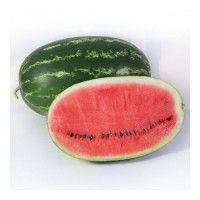 КС 632 F1 (KS 632 F1) насіння кавуна раннього (Kitano Seeds)