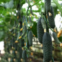 Домани F1 (КС 707 F1) семена огурца партенокарпического (Kitano Seeds)
