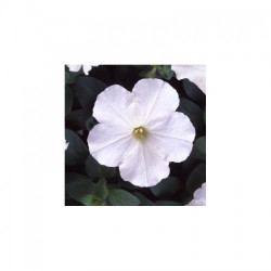 Ламбада F1 біла (white) насіння петунії мультифлора (Hem Genetics)