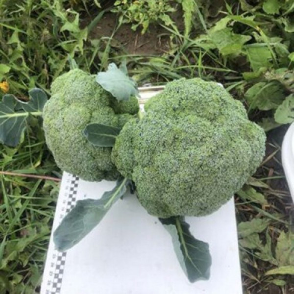 Легаси F1 семена капусты брокколи (Spark Seeds)