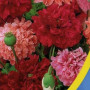 Мак махровий суміш (mix) насіння (Moravoseed)