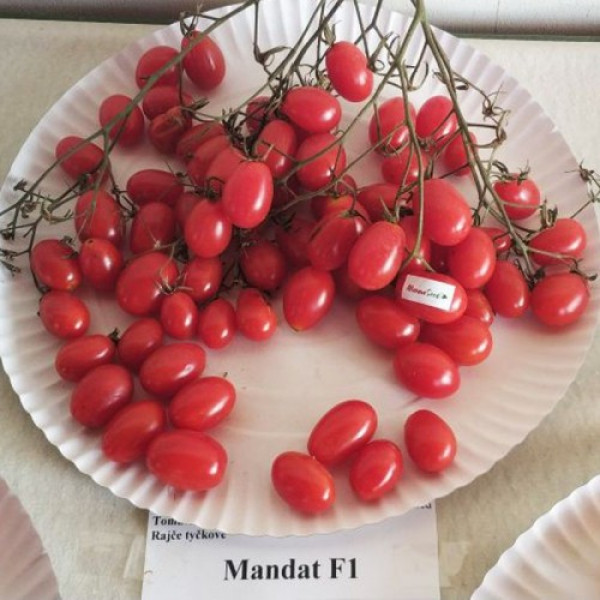 Мандат F1 семян помидора черри детерминантного (Moravoseed)
