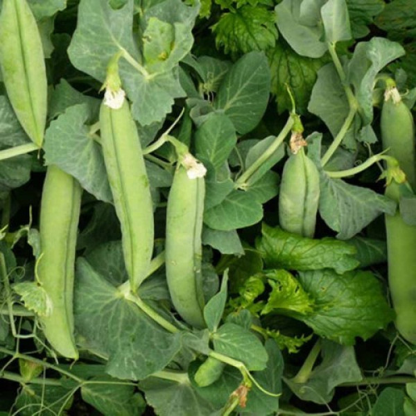 Мегасайз семян гороха (Lark Seeds)