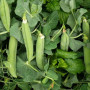 Мегасайз семян гороха (Lark Seeds)