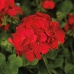 Мультіблум F1 скарлет айс (Multibloom F1 scarlet eye) насіння пеларгонії (Syngenta)