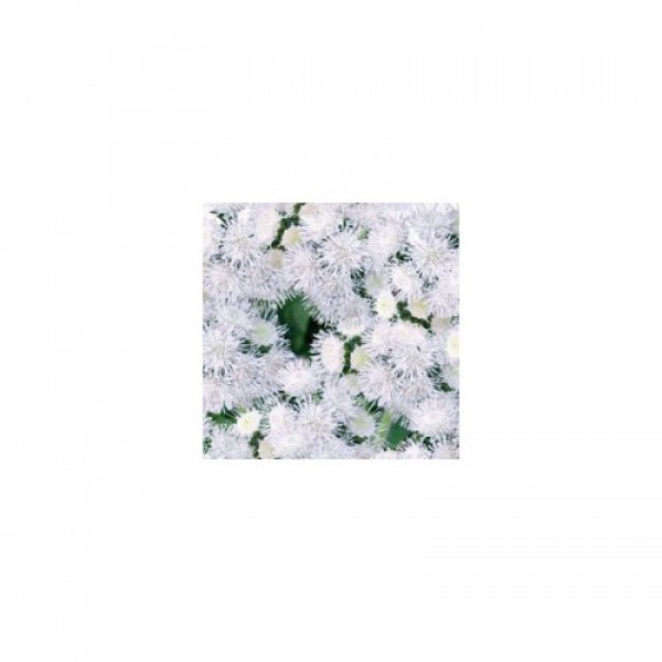 Нептун F1 білий (white) насіння агератума (GL Seeds)