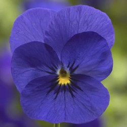 Пенні F1 діп блю (deep blue) насіння віоли (Syngenta)