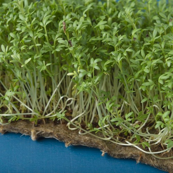 Пікантний (5 врожаїв) набір насіння мікрозелені (Agrocity)
