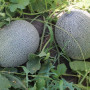 PL 6320 F1 насіння дині (Asia Seed)