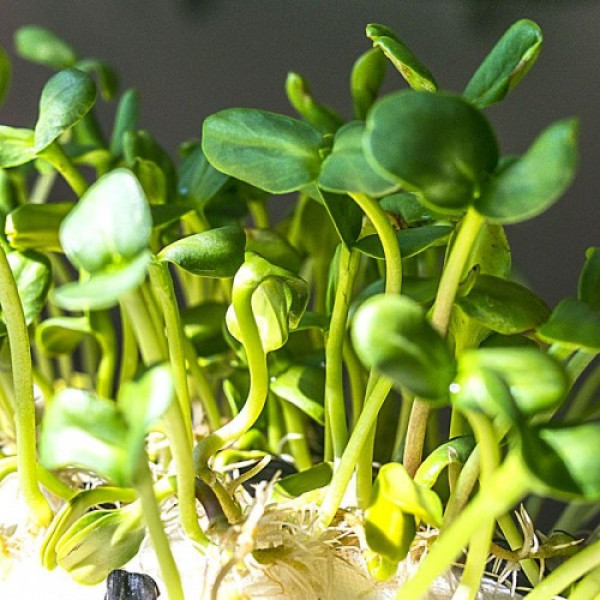 Подсолнечник семена микрозеленые (Agrocity)