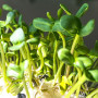 Подсолнечник семена микрозеленые (Agrocity)