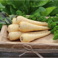 Камо насіння пастернаку (Moravoseed)