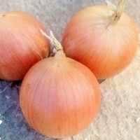 Рекс F1 семян лука репчатого желтого (Takii Seeds)