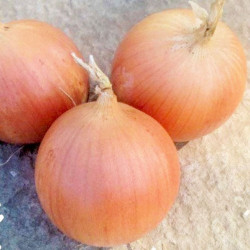Рекс F1 семян лука репчатого желтого (Takii Seeds)