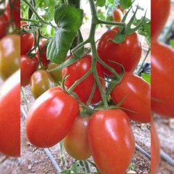 Рома насіння помідора детермінантного (Hortus)