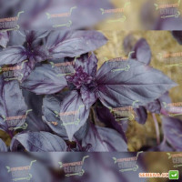 Розі Organic насіння базиліка (Enza Zaden/Vitalis)