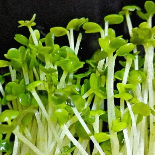 Рукола широколистна насіння мікрозелені (Agrocity)