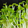 Рукола широколистна насіння мікрозелені (Agrocity)