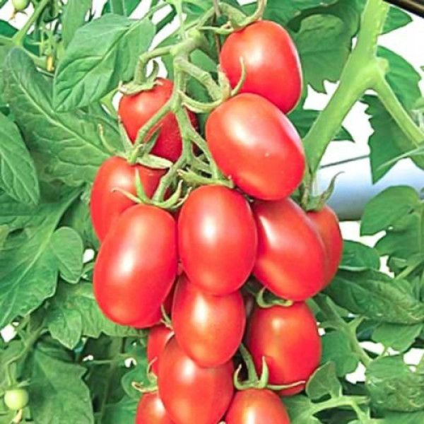 Цукрова слива насіння томата детермінантного (GL Seeds)