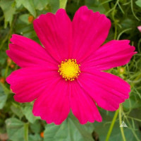 Сенсейшин Даззлер насіння космеї (Floragran)