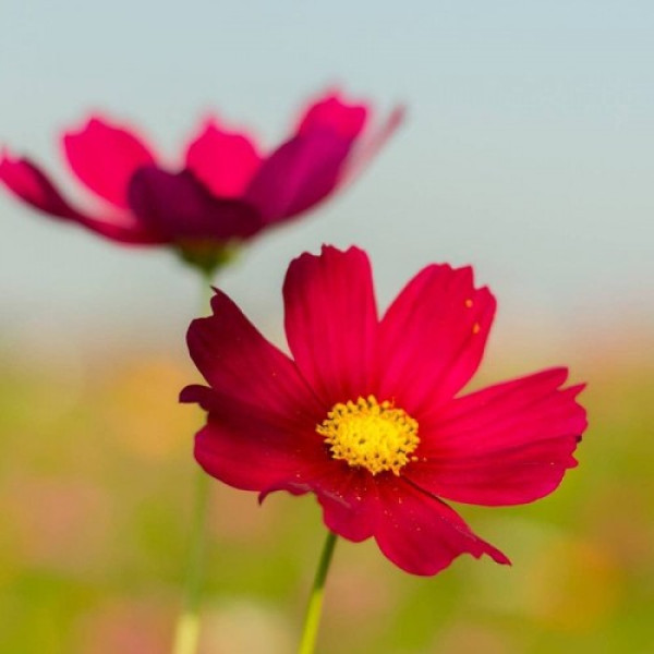 Сенсейшин Даззлер насіння космеї (Floragran)