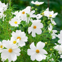 Сенсейшин Пьюрити семена космеи (Floragran)