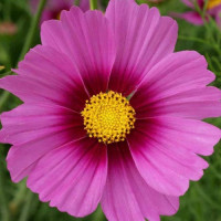 Сенсейшин Радіанс насіння космеї (Floragran)