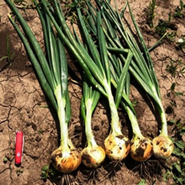 Сеншуй Єллоу (Senshyu Yellow) насіння цибулі ріпчастої озимої (Cora Seeds)