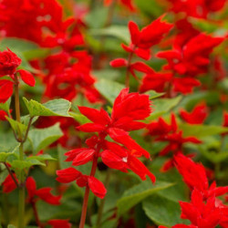 Шавлія сяючий червоний (red) насіння одноріч. (Moravoseed)