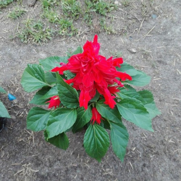 Шавлія сяючий червоний (red) насіння одноріч. (Moravoseed)
