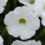 Шок Вейв F1 білий (White) насіння петунії ампельної (Pan American)