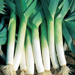 Швейцарський гігант насіння цибулі порей (Wing Seed)