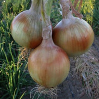 Скайбол F1 (SkyBall F1) семена лука озимого среднепозднего 180-200 гр. (Cora Seeds)