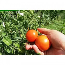 Казка насіння помідора детермінантного (GL Seeds)