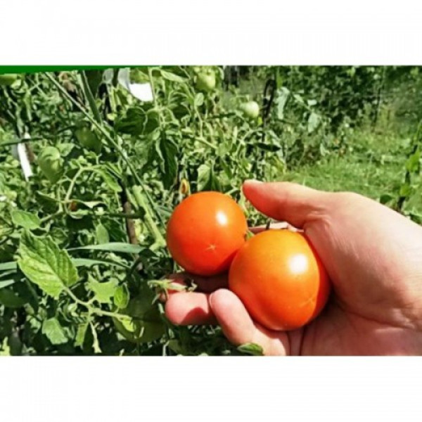Казка насіння помідора детермінантного (GL Seeds)