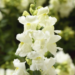 Снептіні F1 білий (white) насіння антирринуму (Syngenta)