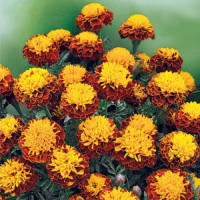 Спрей Петіт насіння чорнобривців (GL Seeds)