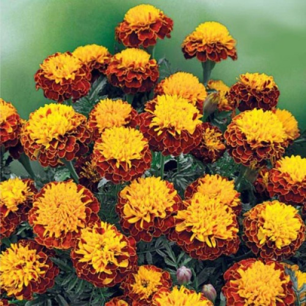 Спрей Петіт насіння чорнобривців (GL Seeds)