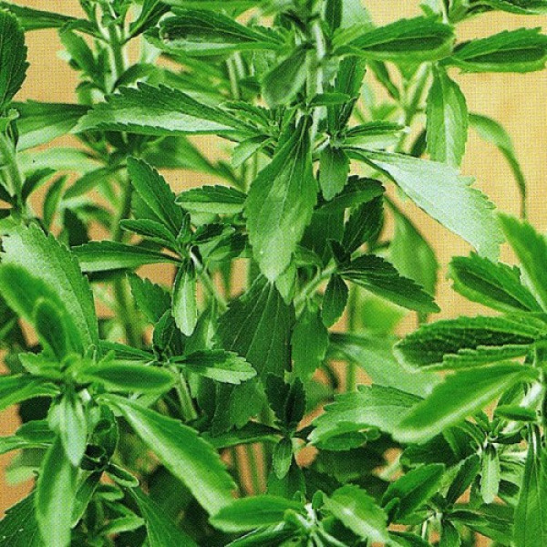 Стевия семян (Satimex)