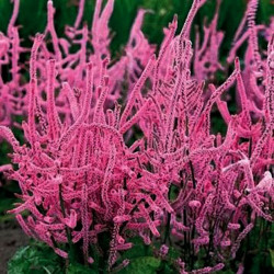 Лімоніум Суворова рожевий (pink) насіння (Moravoseed)