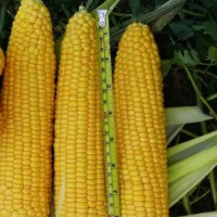 Мир Лаки F1 семена кукурузы суперсладкой Sh2 (Spark Seeds)