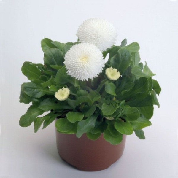 Тассо біла (white) насіння маргаритки (стокротки) (Benary)