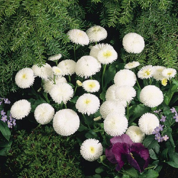 Тассо біла (white) насіння маргаритки (стокротки) (Benary)